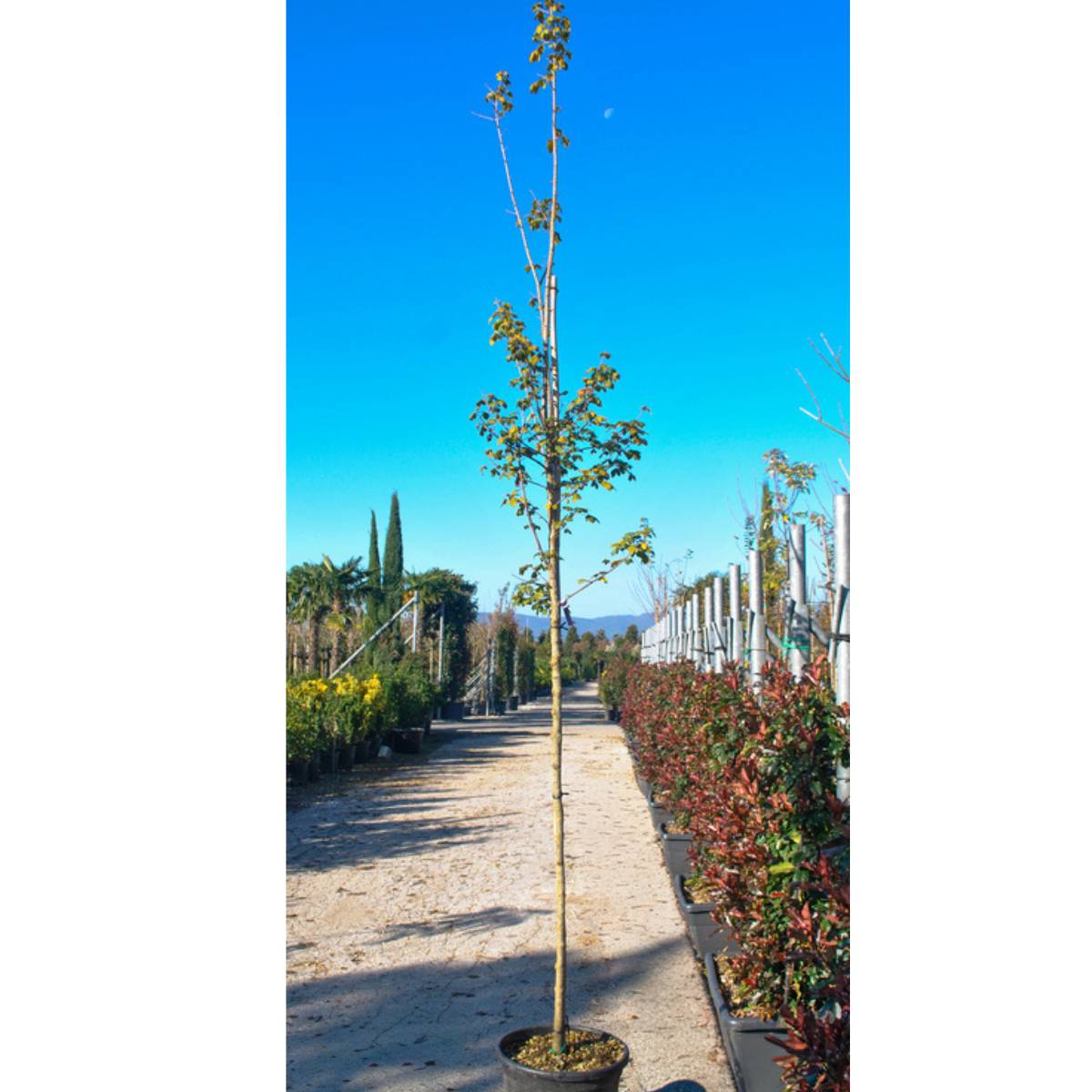 Acer campestre