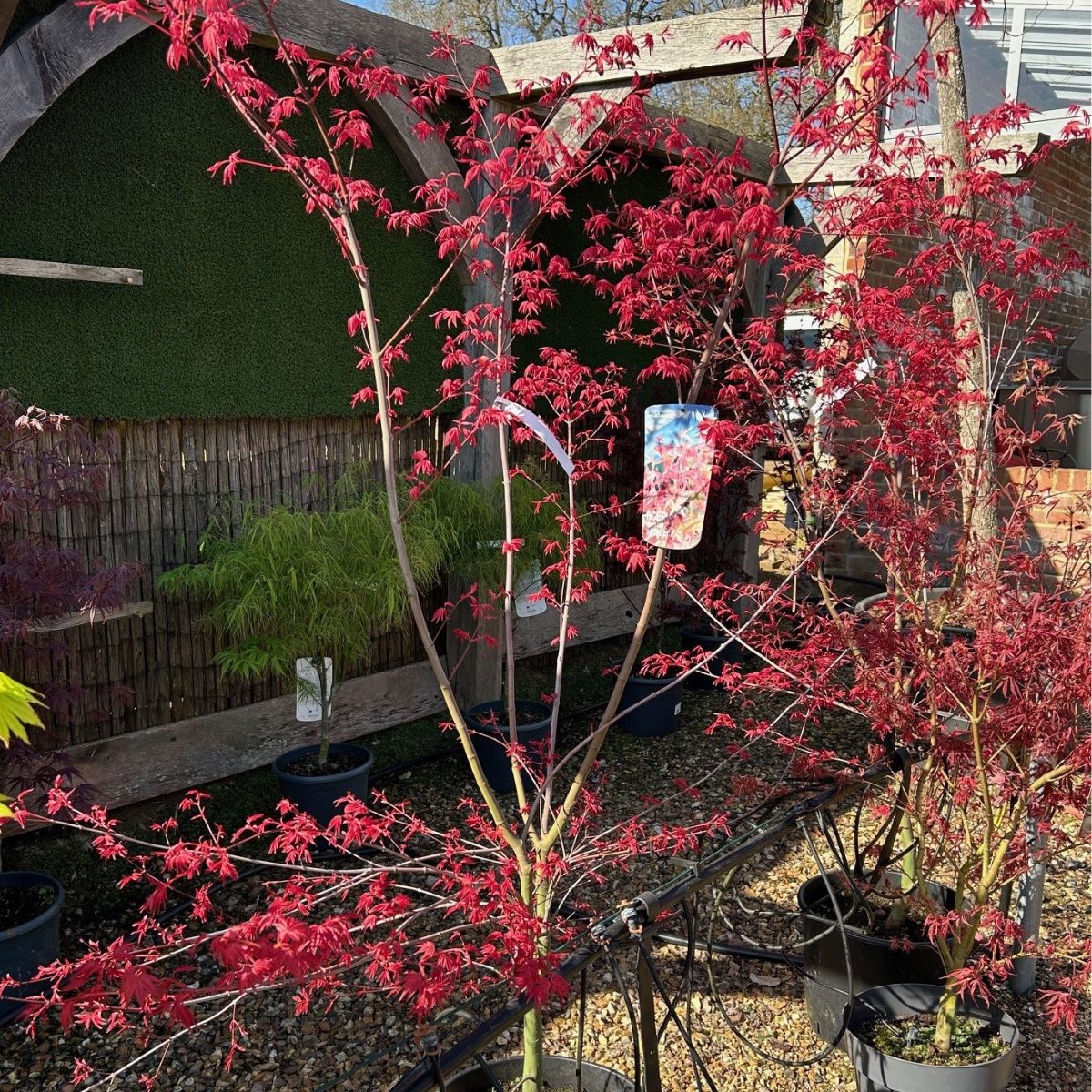 Acer palmatum 'Deshojo'