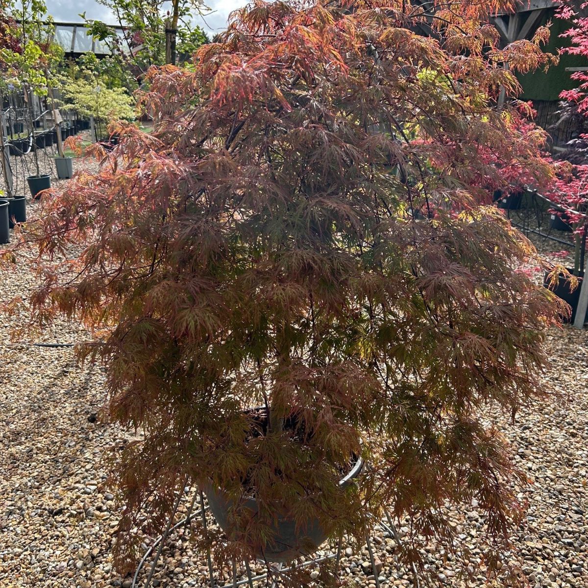 Acer palmatum var. dissectum 'Orangeola'