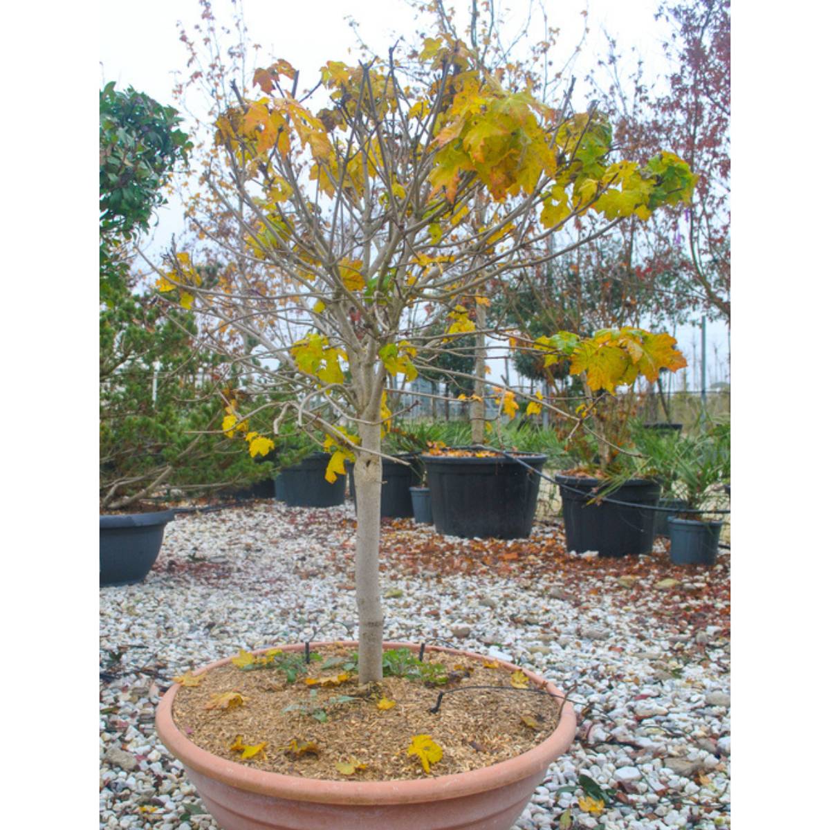 Acer platanoides 'Globosum'