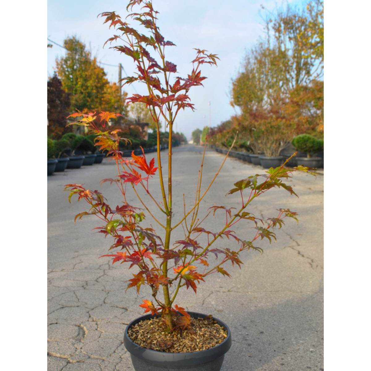Acer shirasawanum 'Jordan' available direct from Cedar Nursery.