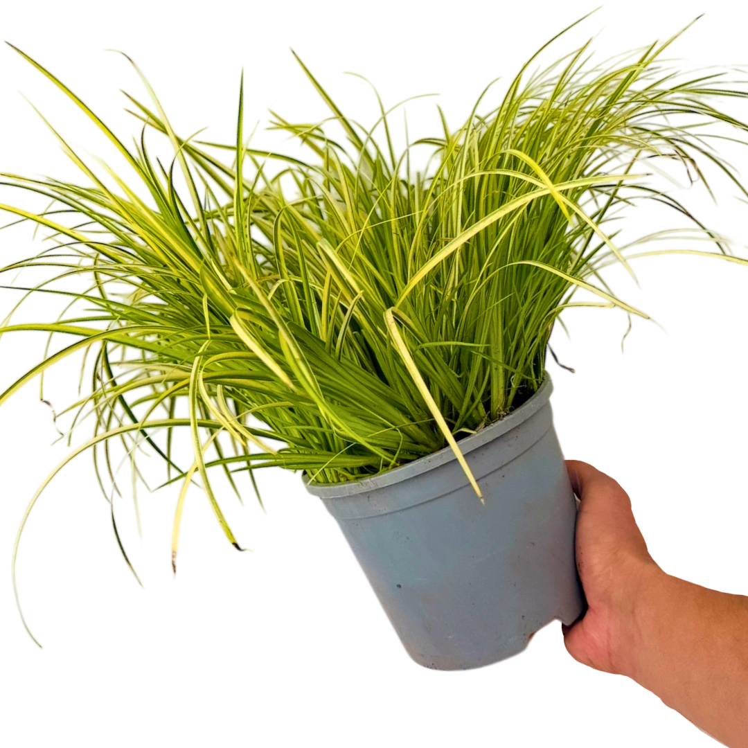 Acorus gramineus Ogon 2L at Cedar Nursery Surrey