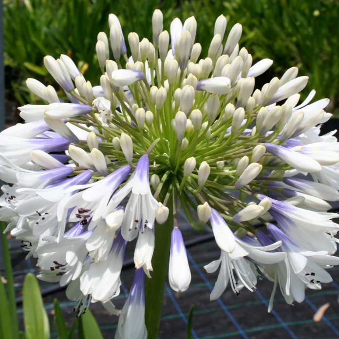 Agapanthus Queen Mum ='Pmn06' (S-E)