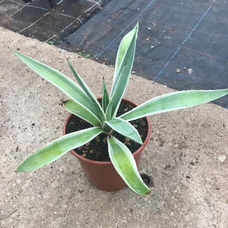 Agave angustifolia 'Marginata'