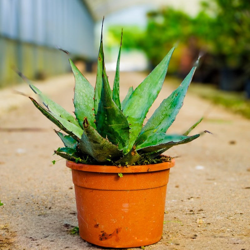 Agave azurea