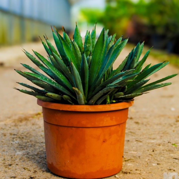 Agave macroacantha