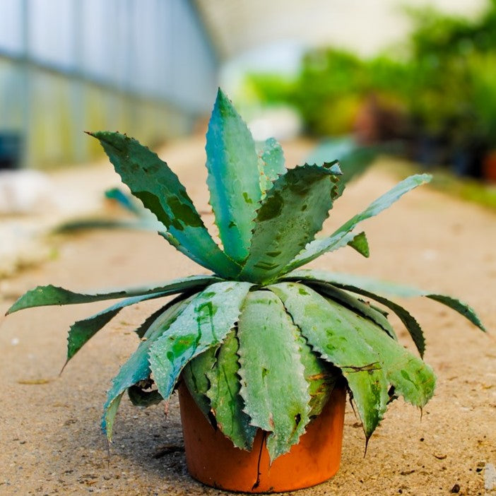 Agave potatorum