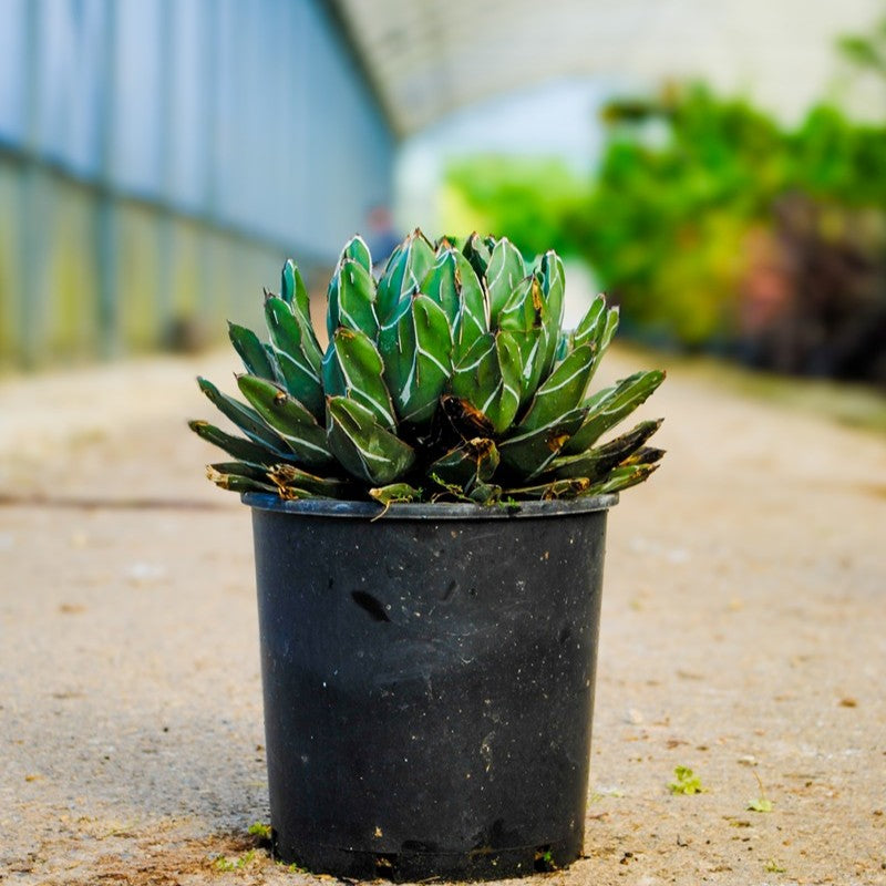 Agave victoriae-reginae