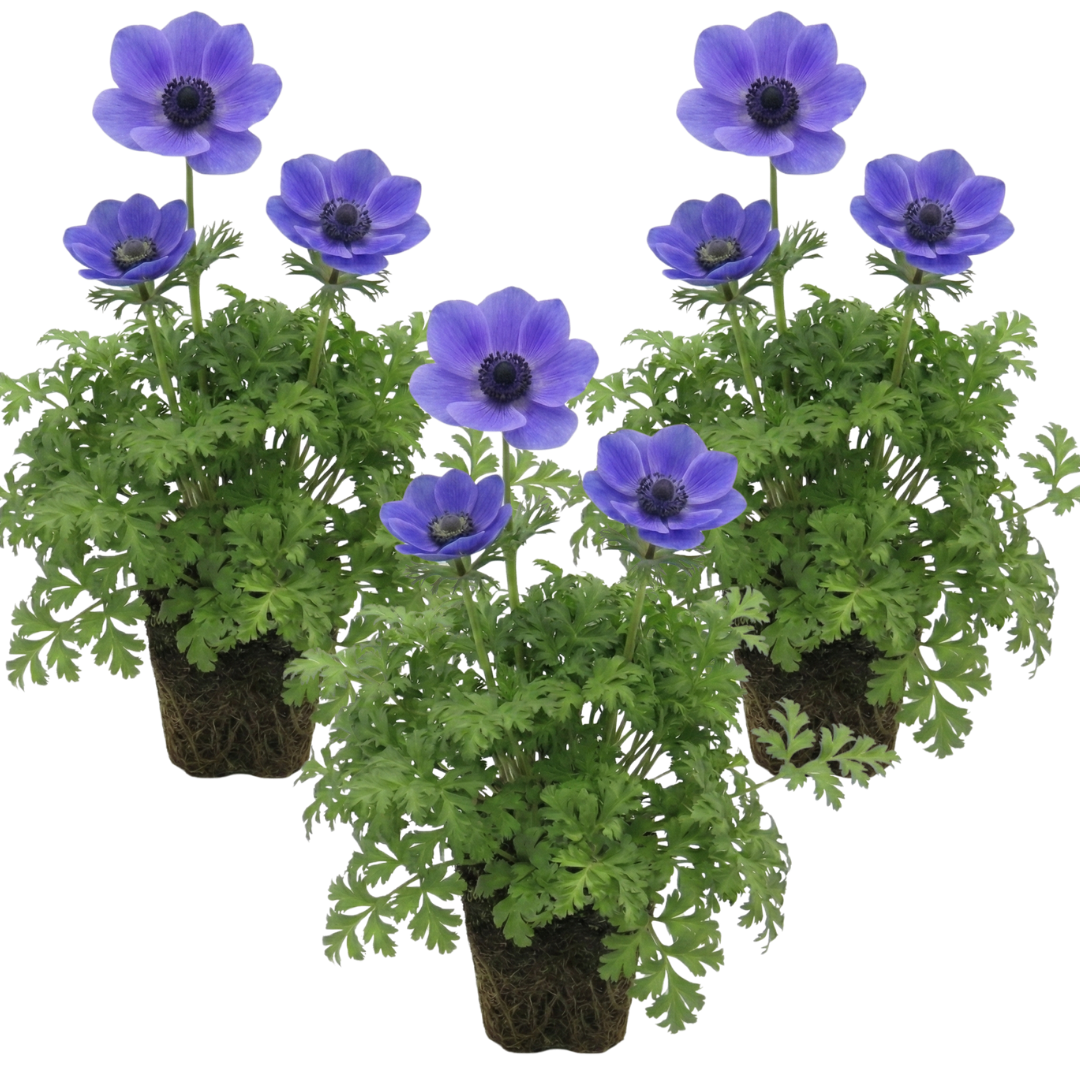 Anemone blanda Harmony Blue 1L at Cedar Nursery Surrey