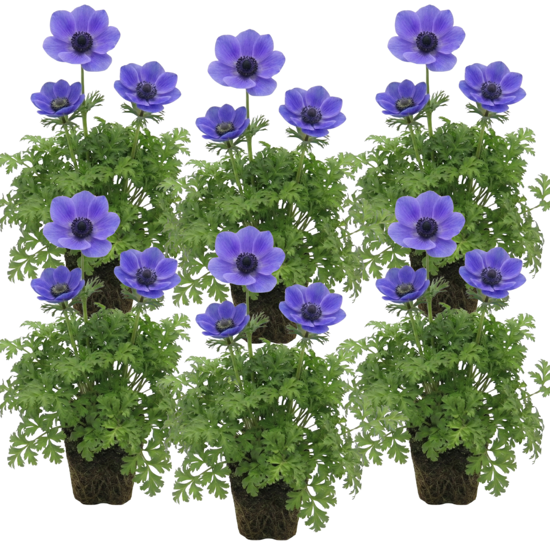 Anemone blanda Harmony Blue 1L at Cedar Nursery Surrey