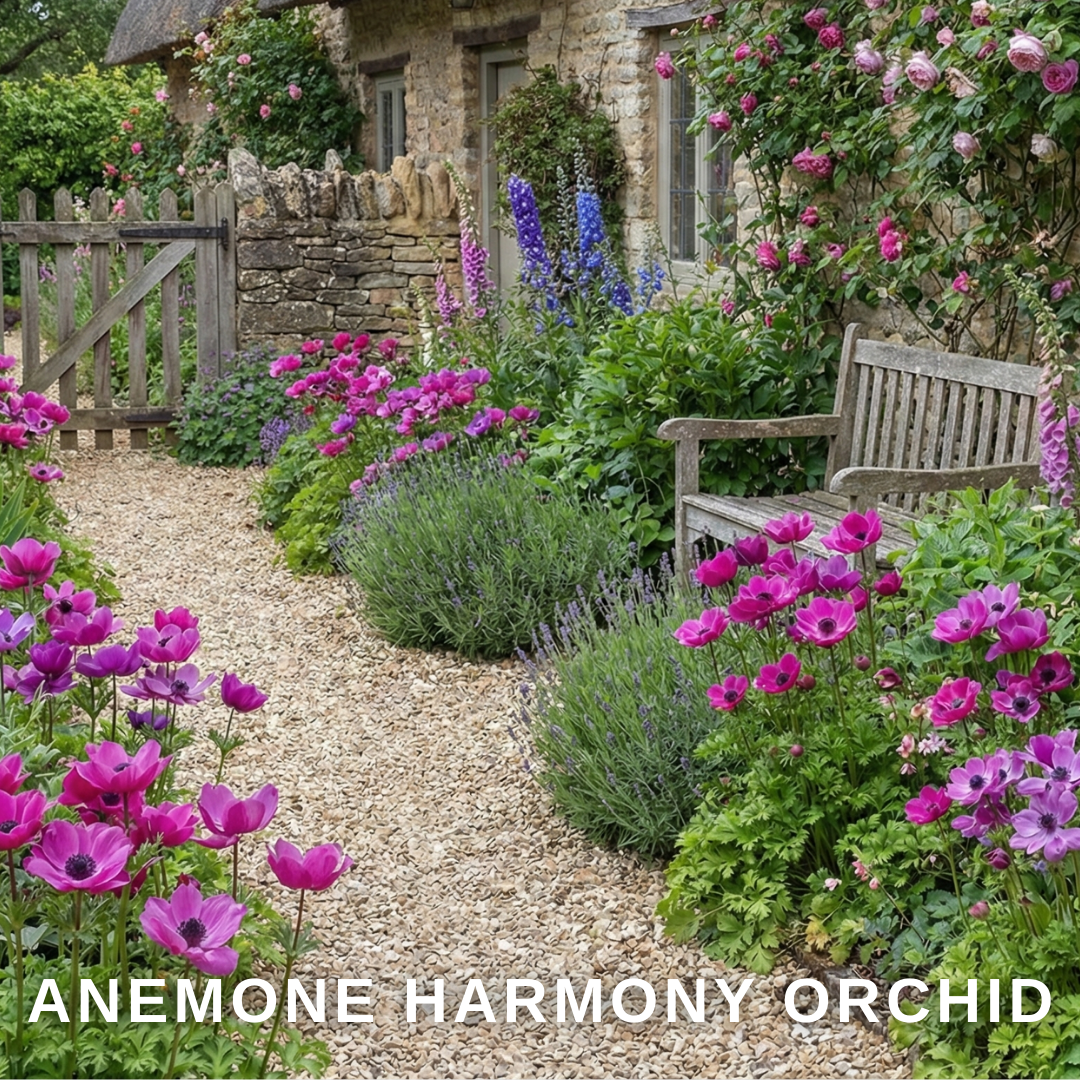 Anemone blanda Harmony Orchid 1L at Cedar Nursery Surrey