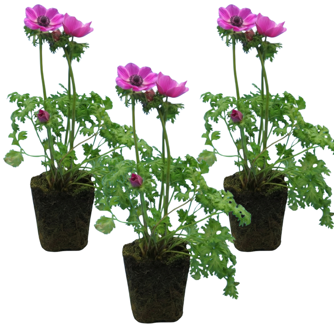 Anemone blanda Harmony Orchid 1L at Cedar Nursery Surrey