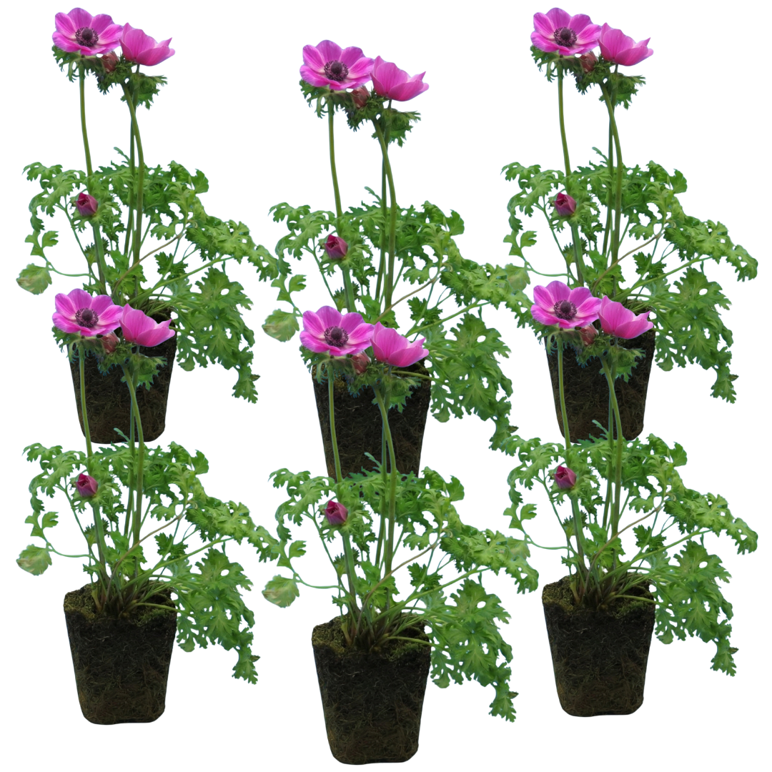 Anemone blanda 'Harmony Orchid'