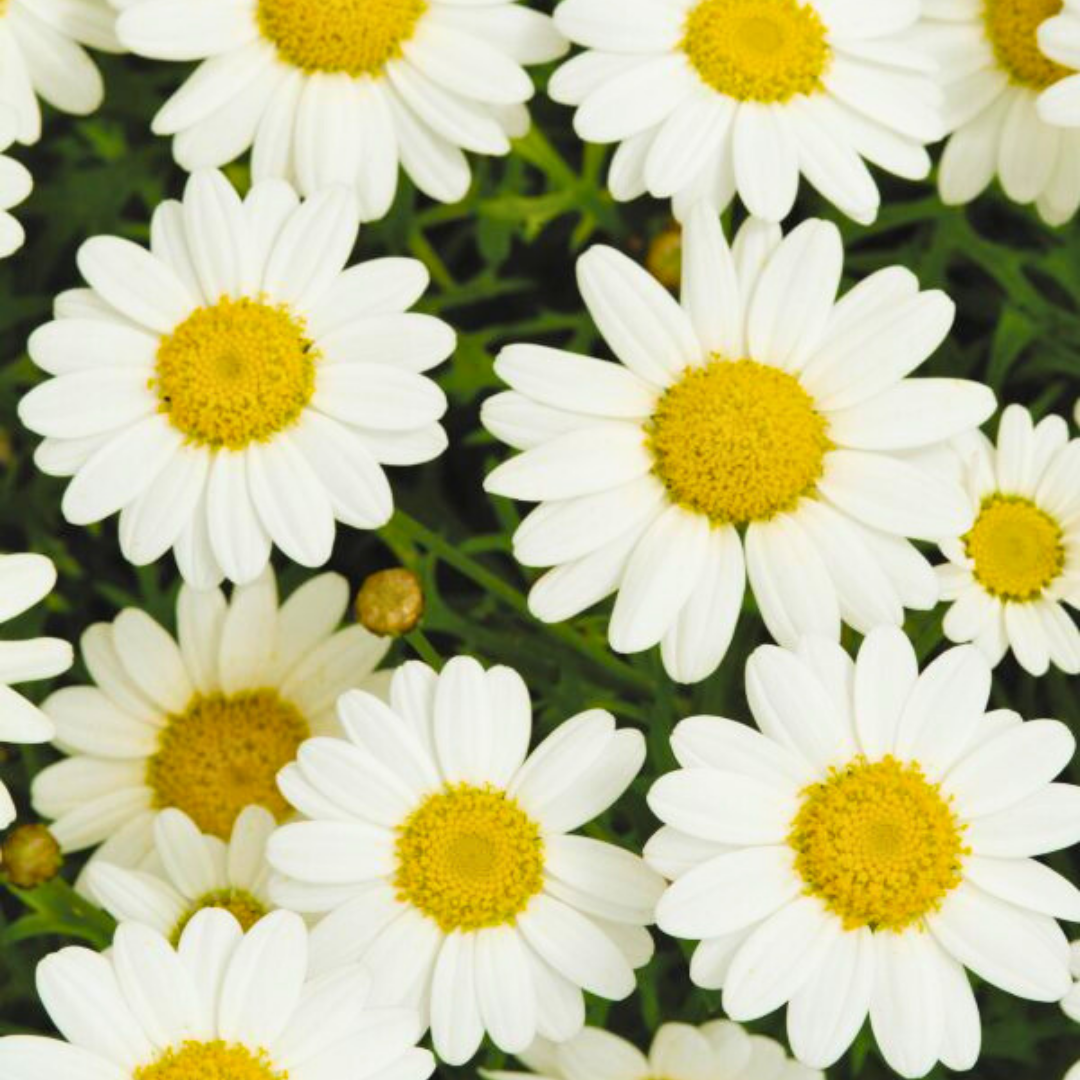 Argyranthemum frutescens 'Madeira White' from Cedar Nursery, Cobham