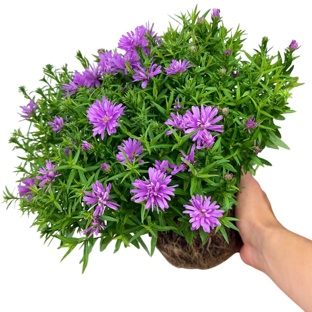 Aster x frikartii Alpha Light Pink 2L at Cedar Nursery Surrey