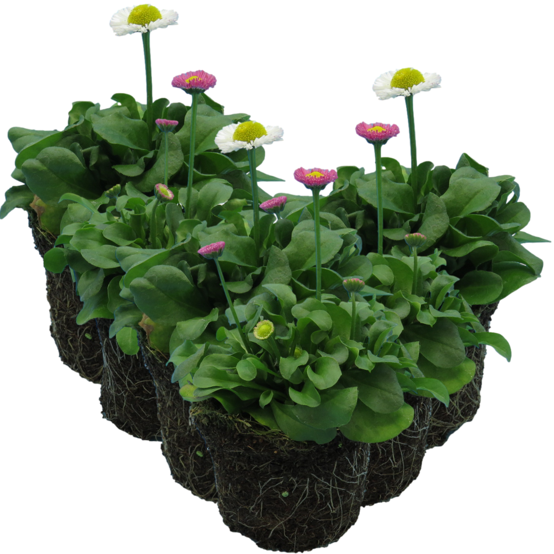 Bellis perennis Assorted from Cedar Nursery, Cobham