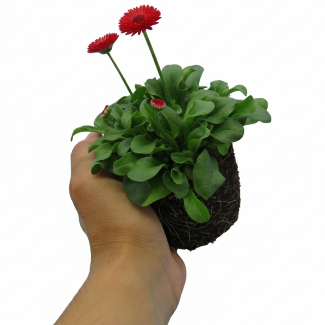 Bellis perennis 'Red' from Cedar Nursery, Cobham