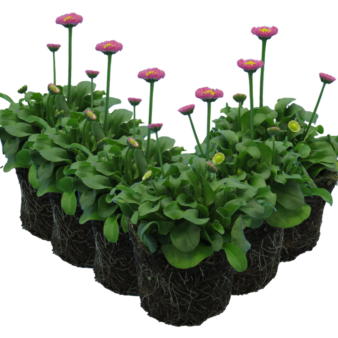 Bellis perennis 'Rose' from Cedar Nursery, Cobham