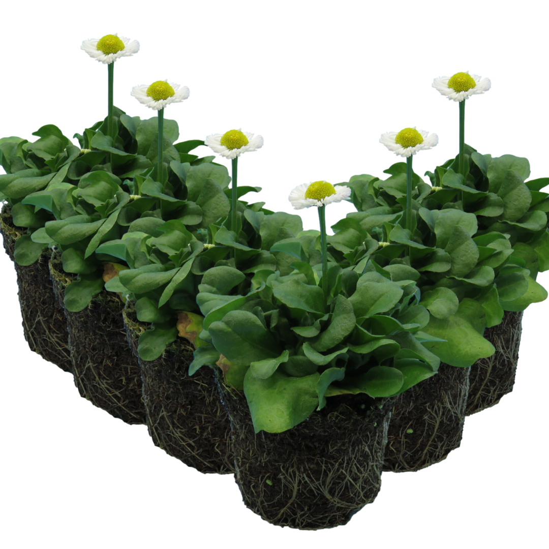 Bellis perennis 'White' from Cedar Nursery, Cobham