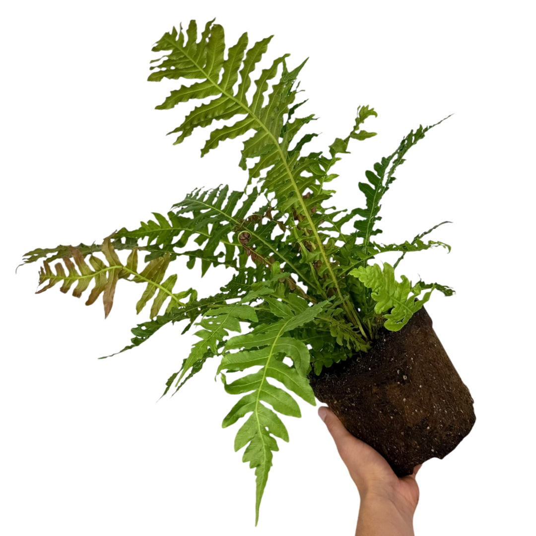 Blechnum penna marina Volcano 3L at Cedar Nursery Surrey