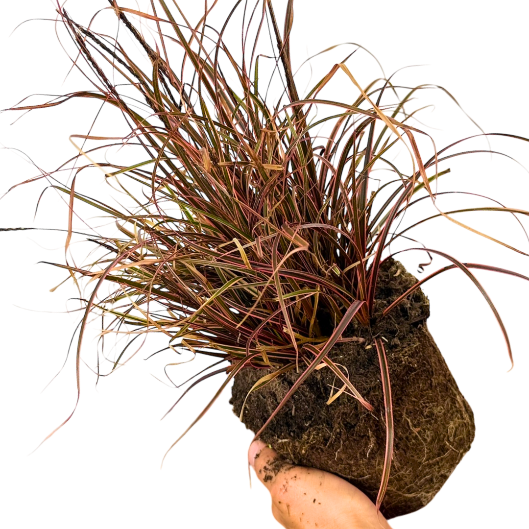 Further views of Uncinia rubra 'Everflame' showing its foliage and 2L pot at Cedar Nursery.