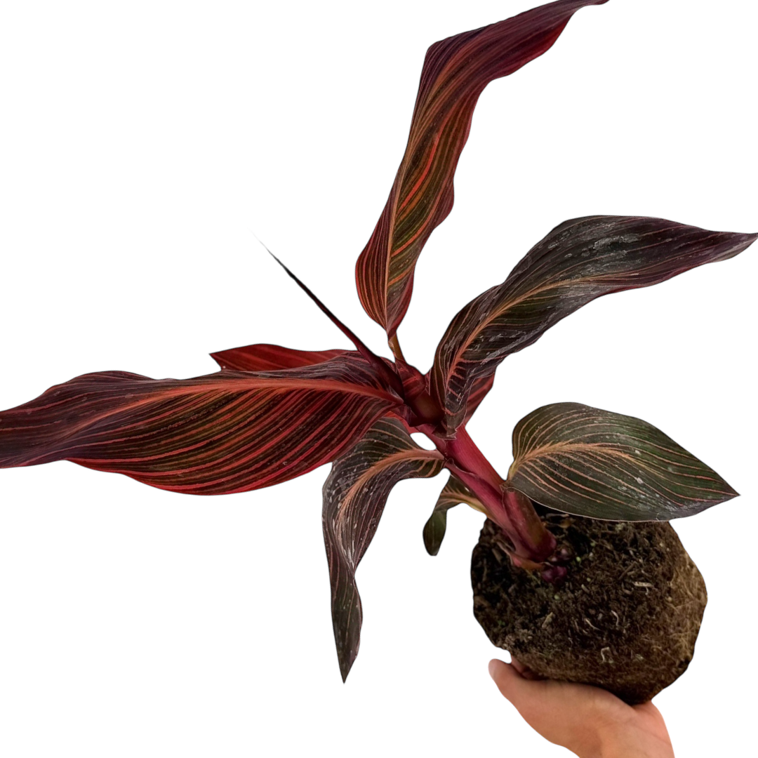 Canna 'Phasion' syn Durban or Tropicanna, a tropical canna lily showing vivid multicoloured foliage and summer blooms