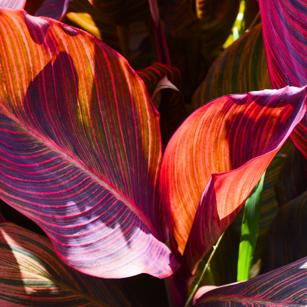 Canna 'Phasion' syn Durban or Tropicanna, a tropical canna lily showing vivid multicoloured foliage and summer blooms