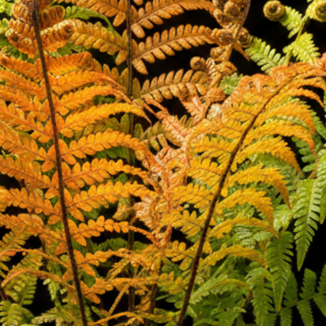 Dryopteris wallichiana Jurassic Gold ='Hollasic' fern with arching golden-green fronds, supplied as a large plant in a 3L pot.