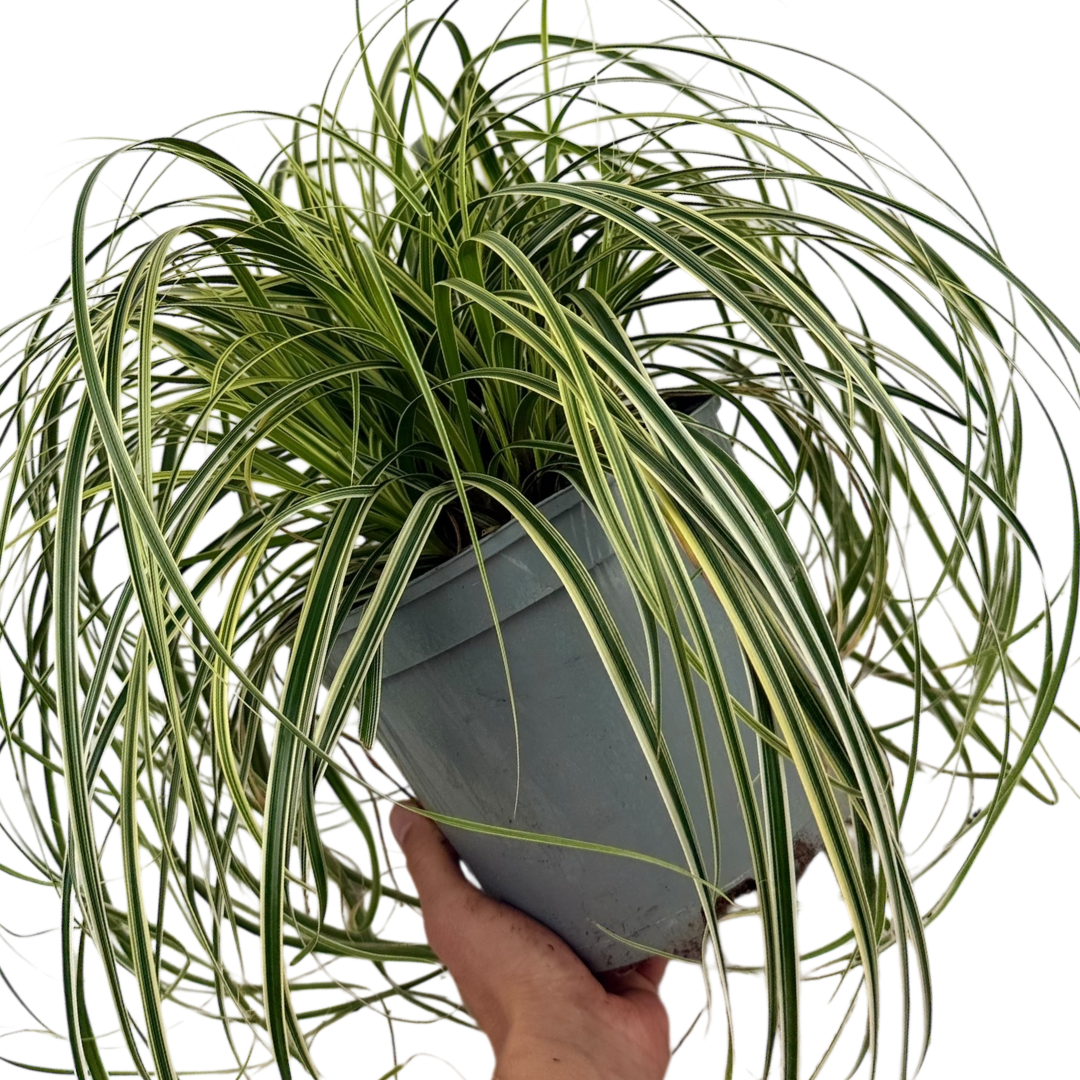 Carex oshimensis 'Feather Falls' (v) variegated sedge supplied as a large 5L potted plant at Cedar Nursery, Cobham, Surrey.