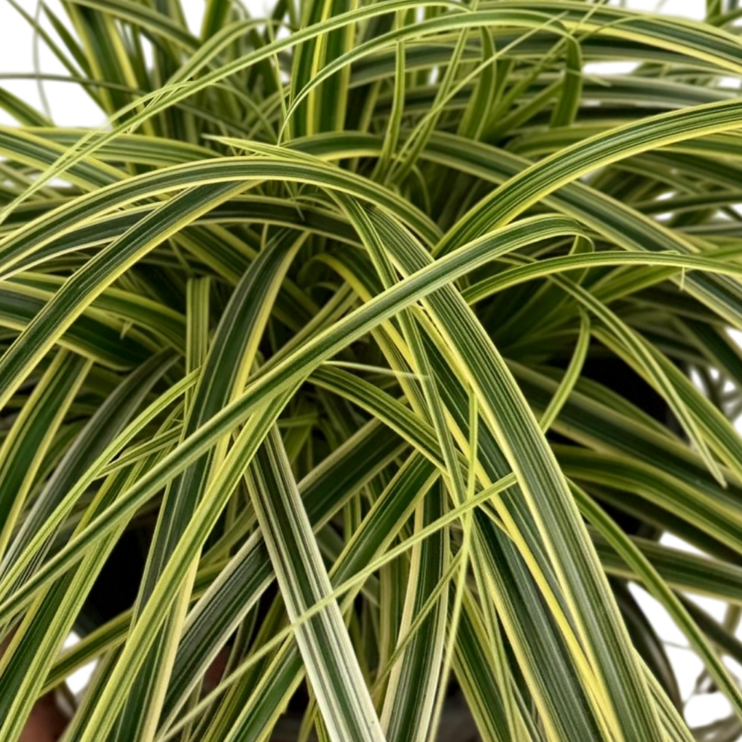 Carex oshimensis 'Feather Falls' (v) variegated sedge supplied as a large 5L potted plant at Cedar Nursery, Cobham, Surrey.