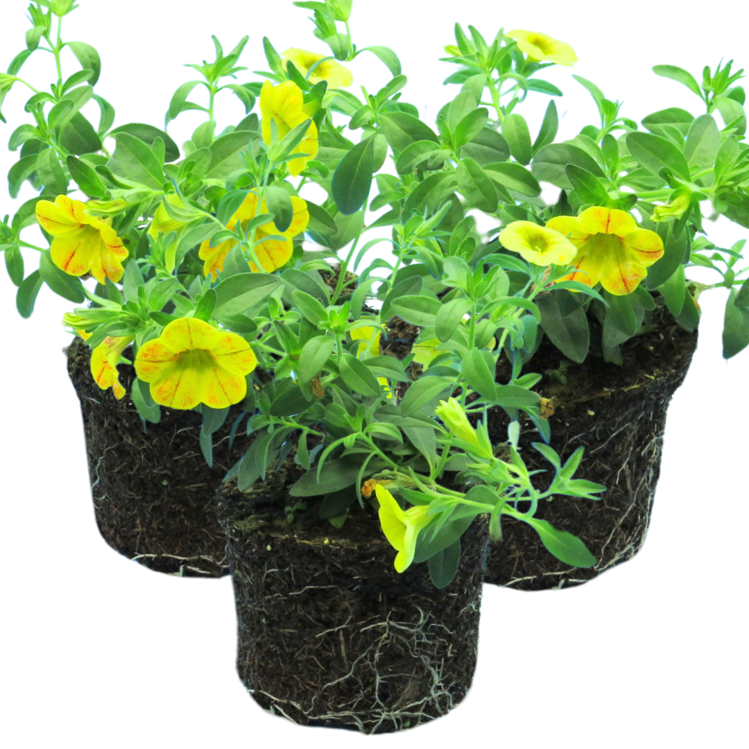 Calibrachoa 'Cabaret Diva Orange' from Cedar Nursery, Cobham