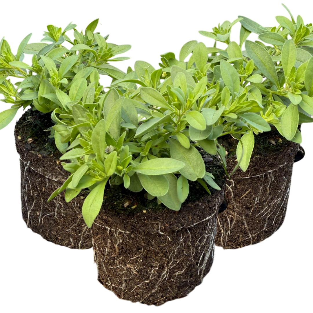 Calibrachoa 'Cabaret Early Blue' from Cedar Nursery, Cobham