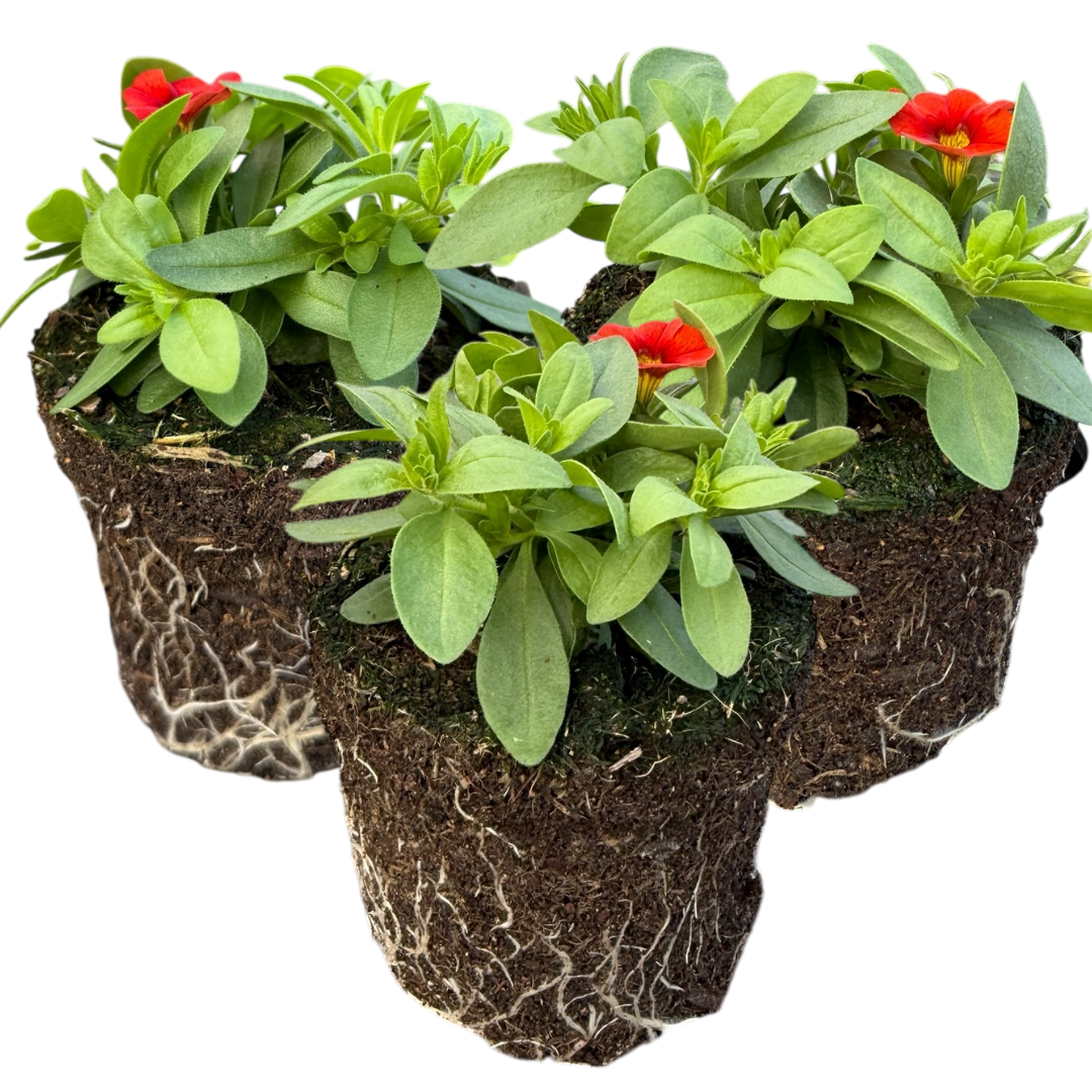 Calibrachoa 'Cabaret Early Orange' from Cedar Nursery, Cobham