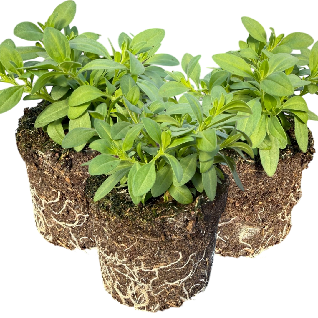 Calibrachoa 'Cabaret Pure Yellow' from Cedar Nursery, Cobham