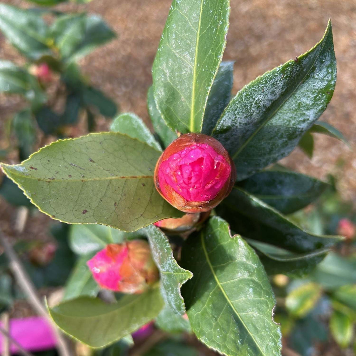 Camellia x williamsii 'Debbie'