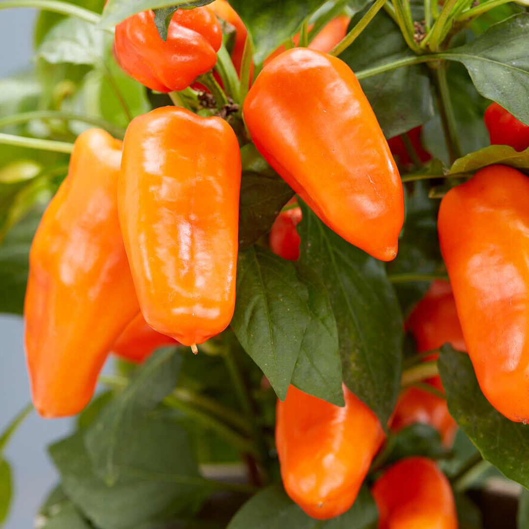 Capsicum annuum Peppers from Heaven Chilli 25cm at Cedar Nursery Surrey