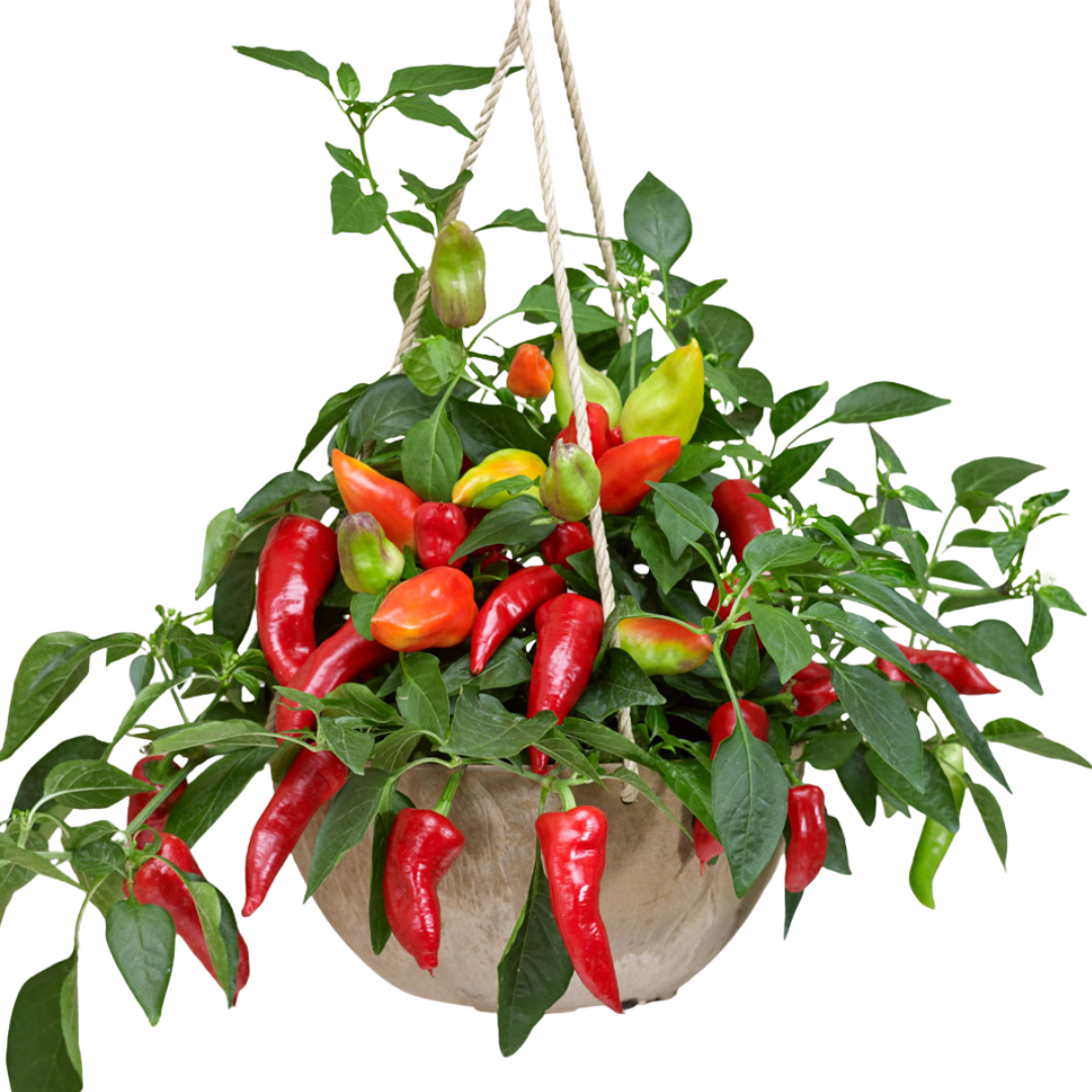 Capsicum annuum Spicy Jane Red Chilli 25cm at Cedar Nursery Surrey