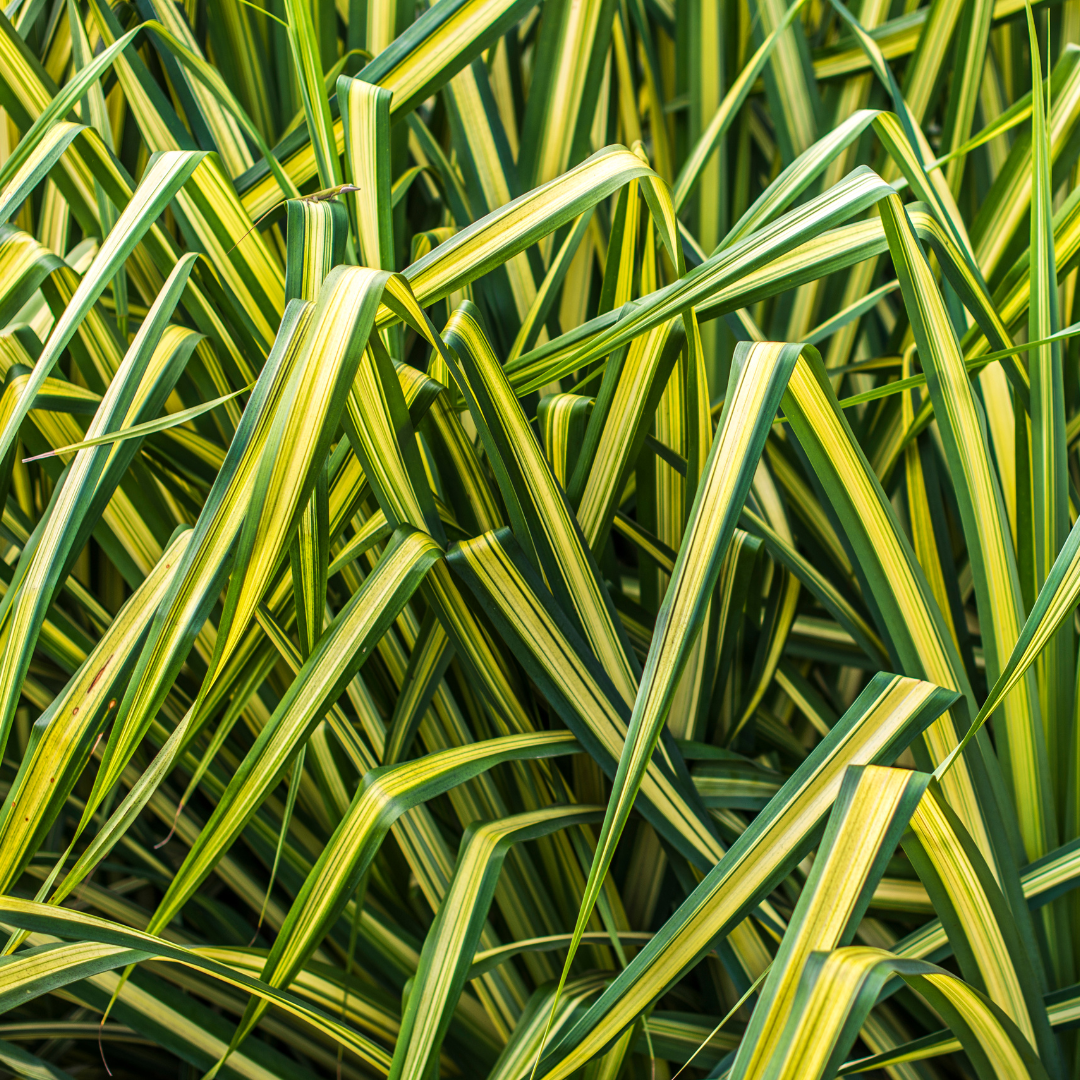 Carex morrowii 'Everglow' (EverColor Series) (v) from Cedar Nursery, Cobham