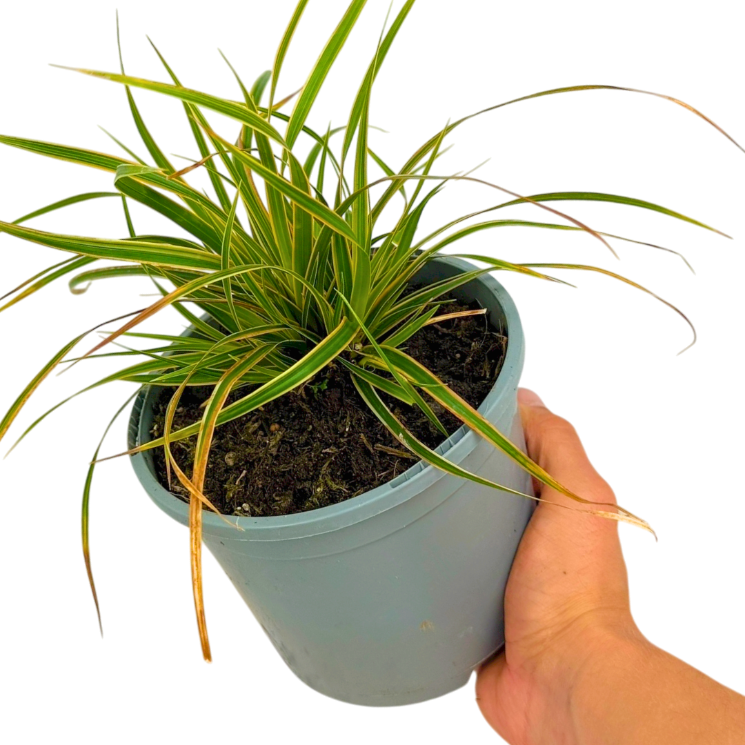 Carex morrowii 'Everglow' (EverColor Series) (v) from Cedar Nursery, Cobham