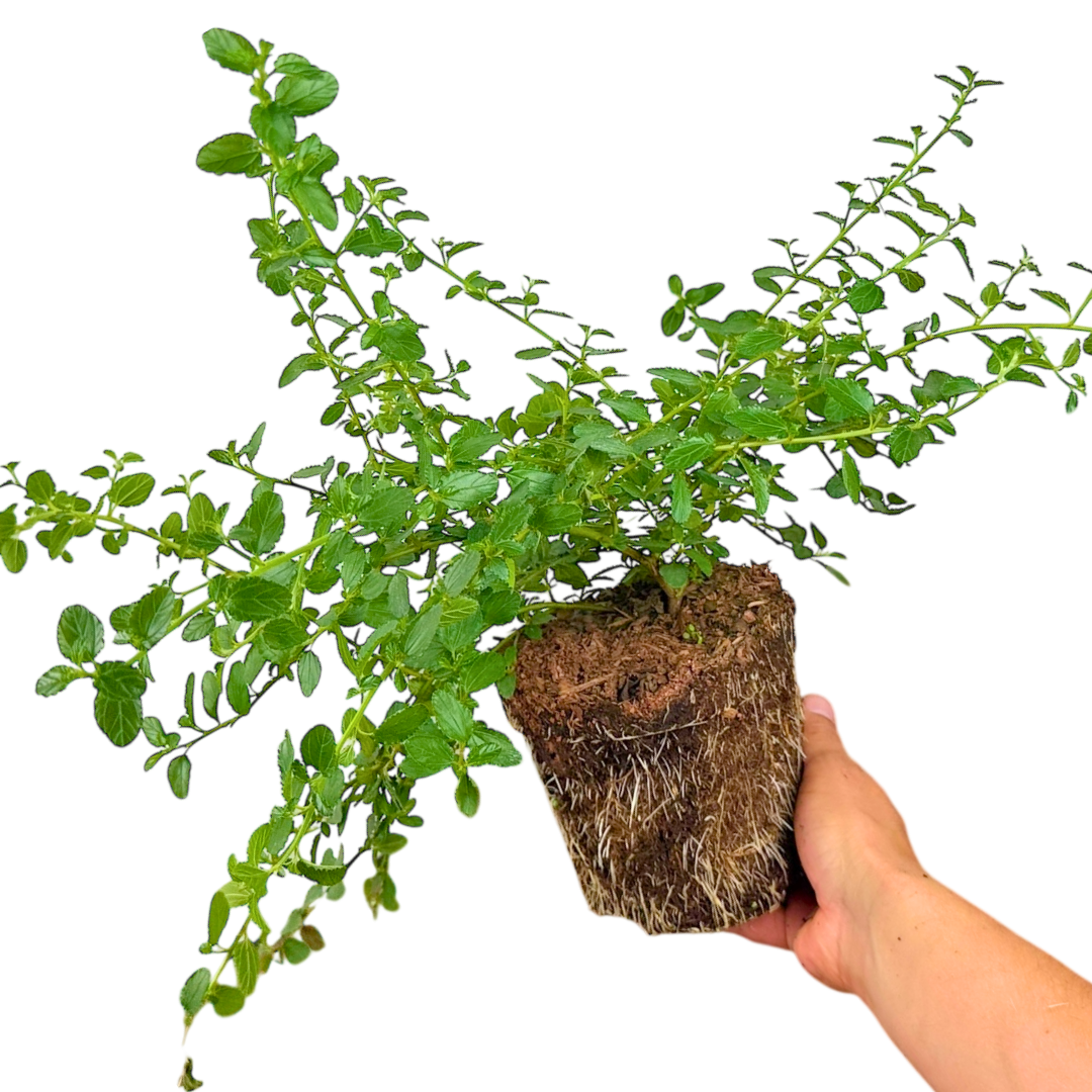 Ceanothus thyrsiflorus var. repens