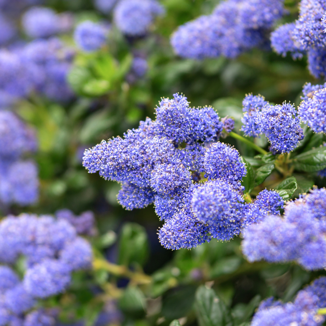 Ceanothus thyrsiflorus var. repens from Cedar Nursery, Cobham