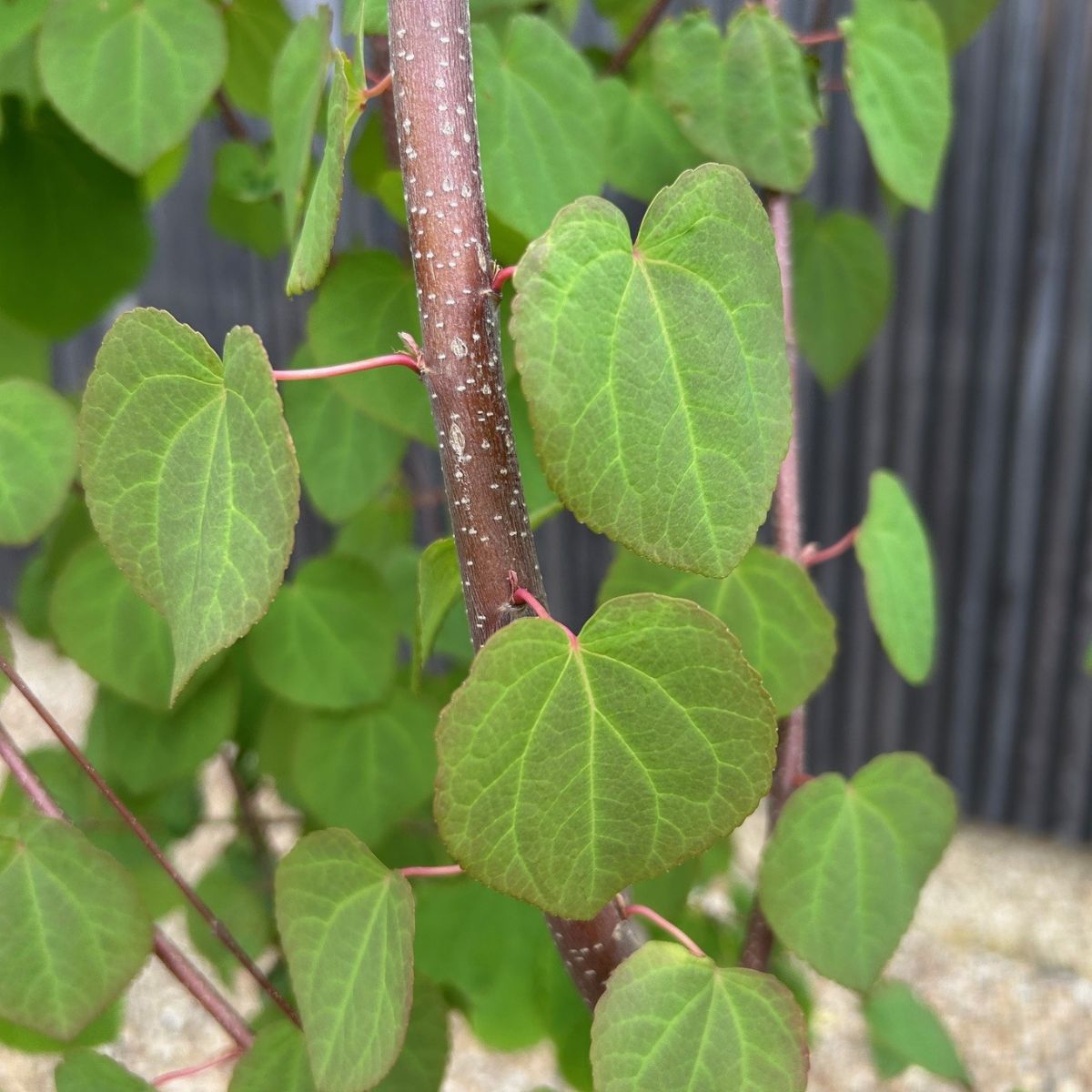 Cercidiphyllum japonicum leaves