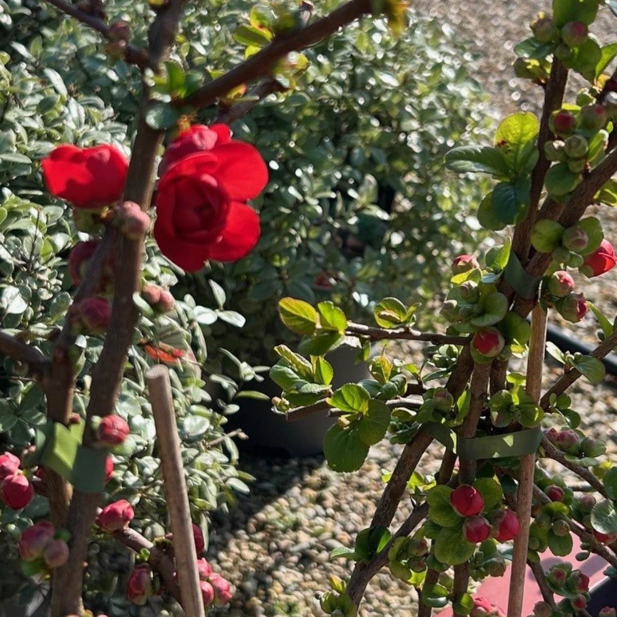 Buy Chaenomeles speciosa 'Scarlet Storm' from Cedar Nursery, Surrey