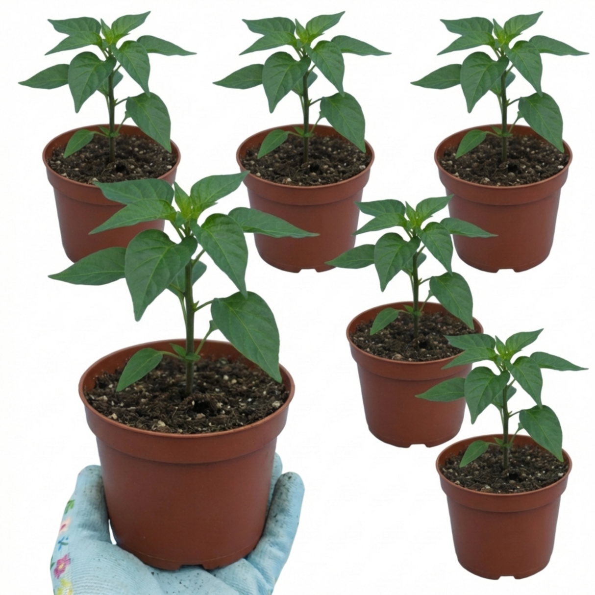 Capsicum chinense 'Armageddon' (Chilli) from Cedar Nursery, Cobham