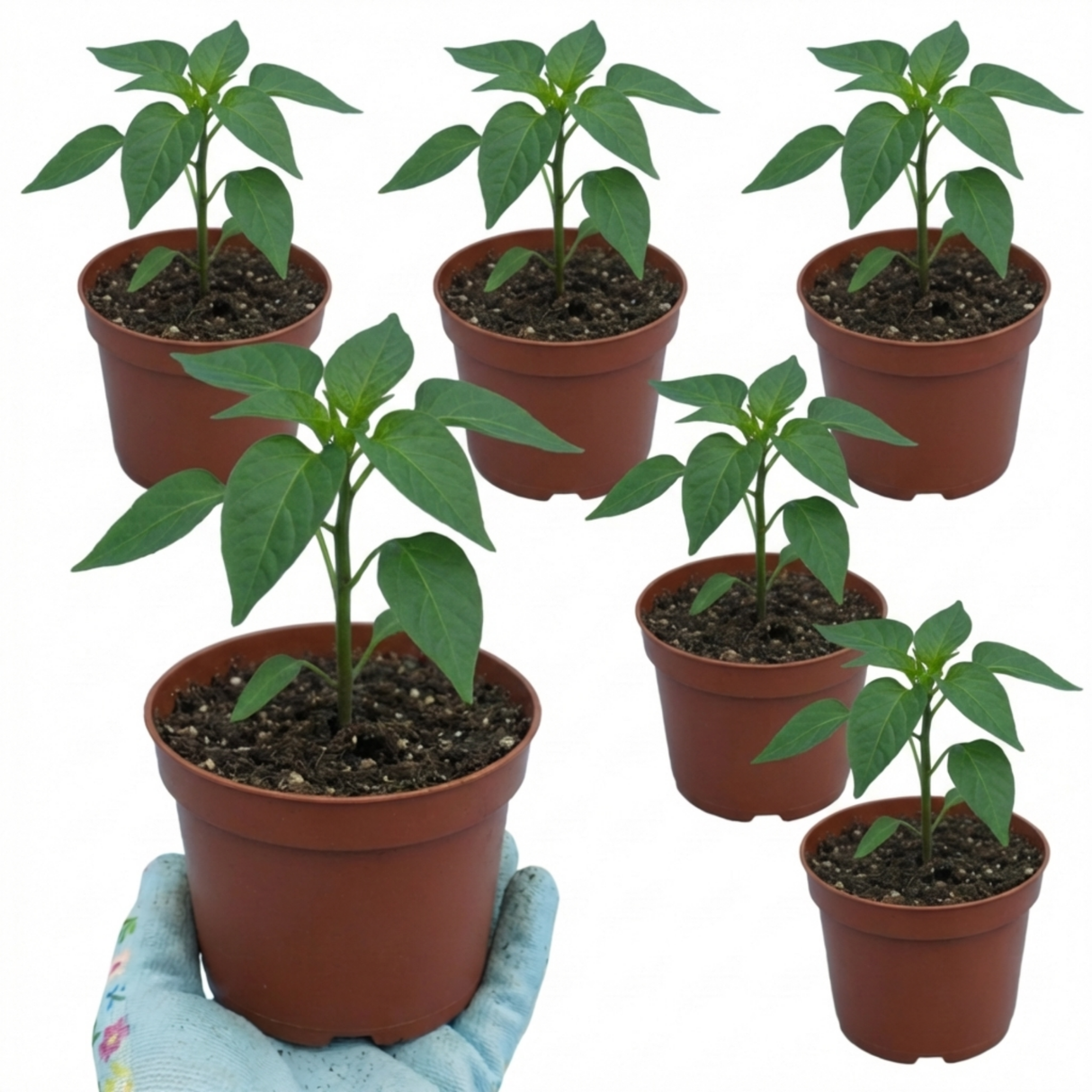 Capsicum annuum 'Jalapeno' (Chilli) from Cedar Nursery, Cobham