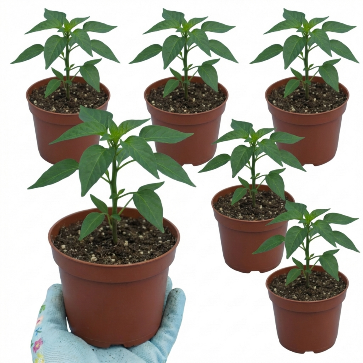 Capsicum annuum 'Thai Dragon' chilli pepper plant at Cedar Nursery.