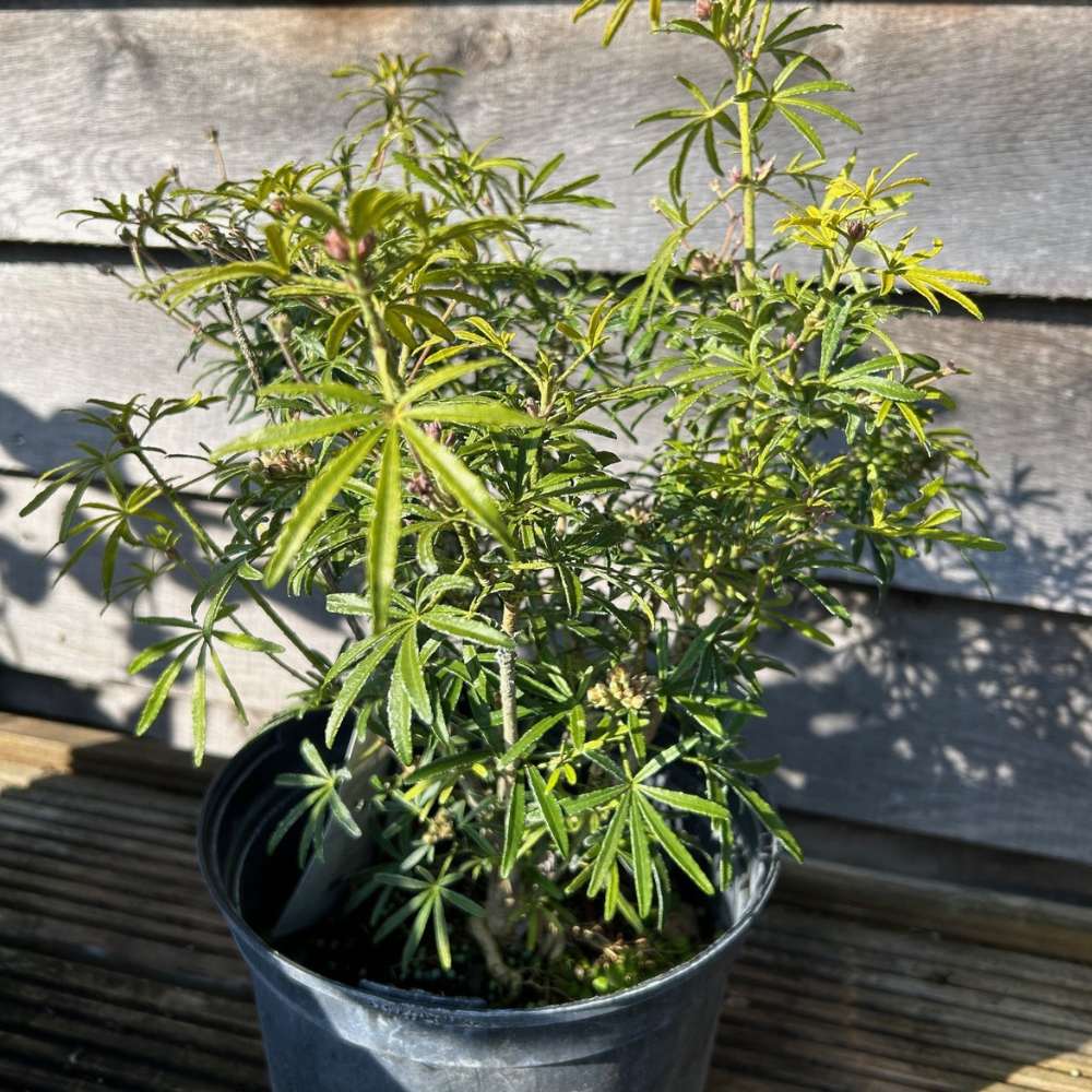 Buy Choisya x dewitteana White Dazzler at Cedar Nursery, Surrey
