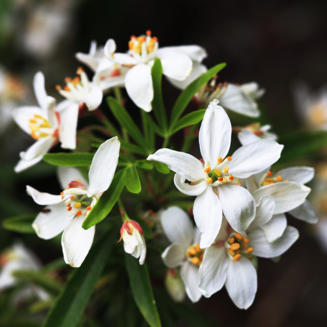 Choisya ternata 'Sundance' from Cedar Nursery, Cobham