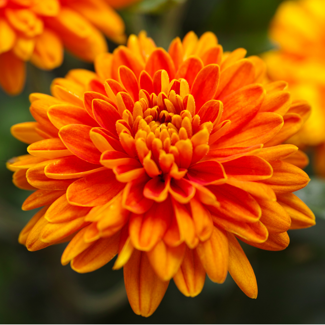 Chrysanthemum x morifolium Orange 1L at Cedar Nursery Surrey