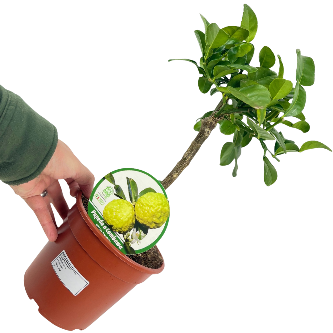 Citrus hystrix Keffir Lime 2L at Cedar Nursery Surrey